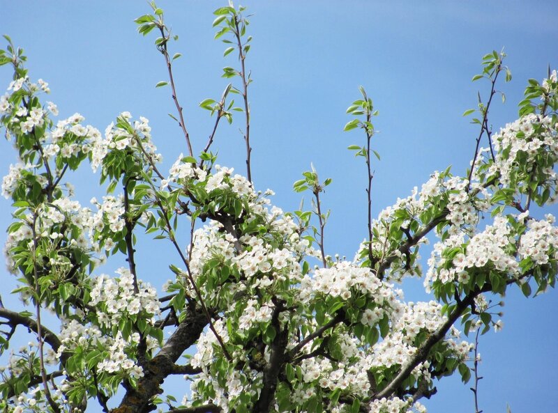 pear tree in bloom