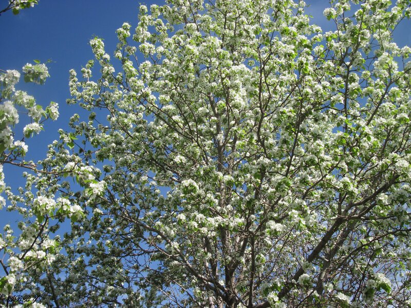 Pear Tree in Bloom — White