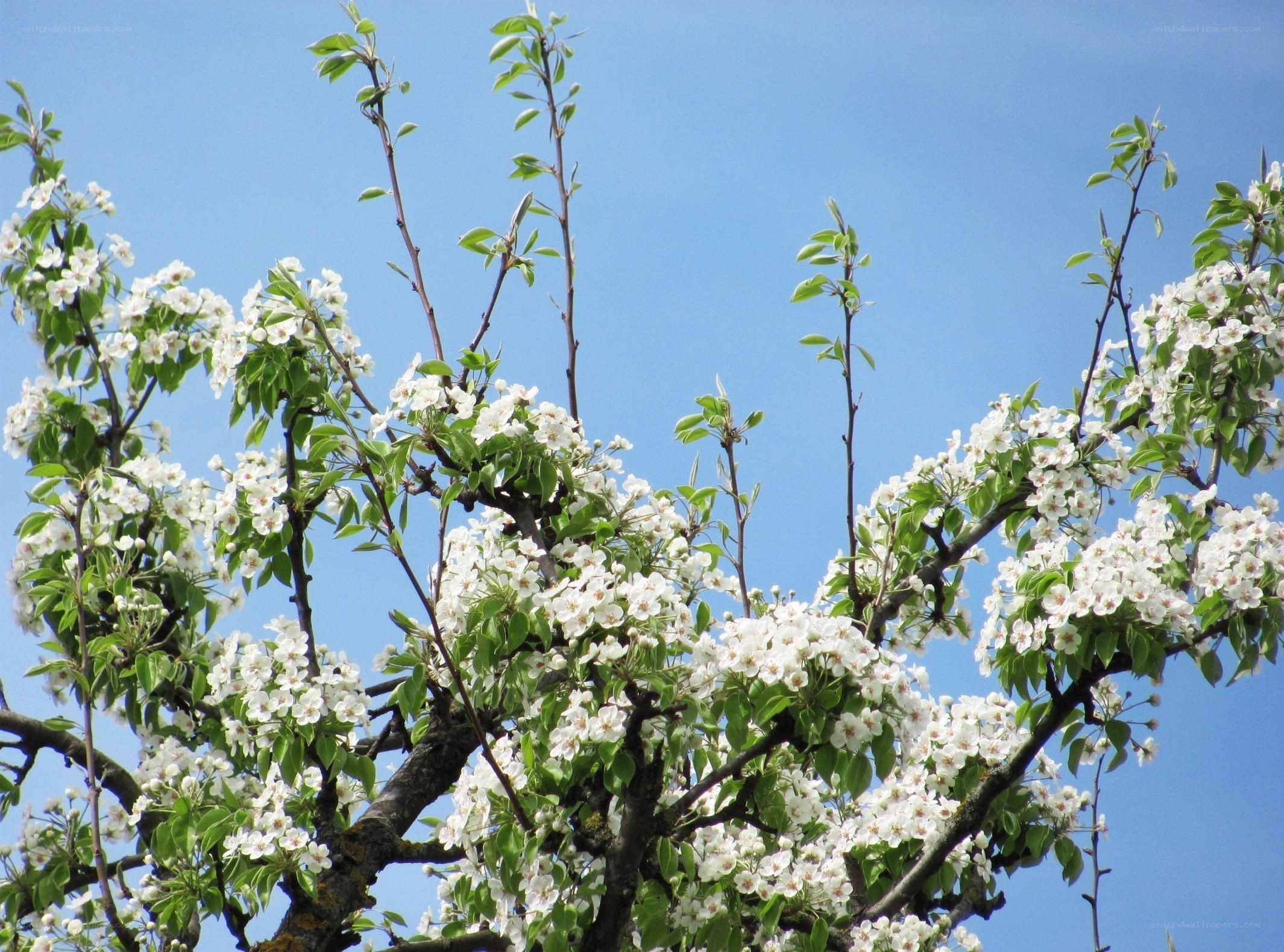 pear tree in bloom