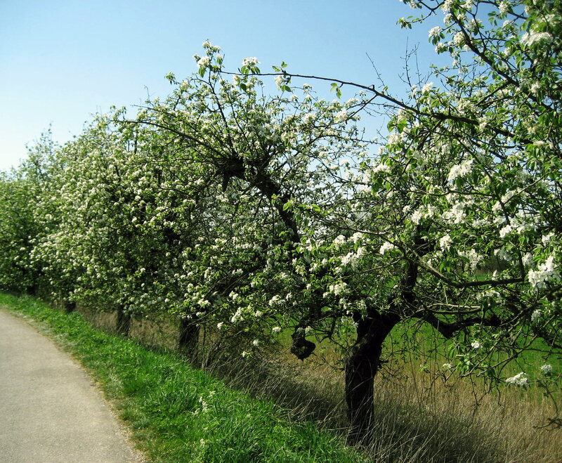 Pear Trees in Bloom — Green