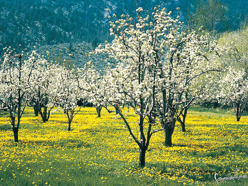 Pear Trees in Bloom