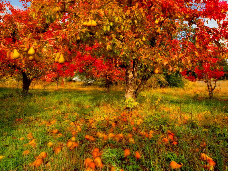 Pear Trees in Orchard