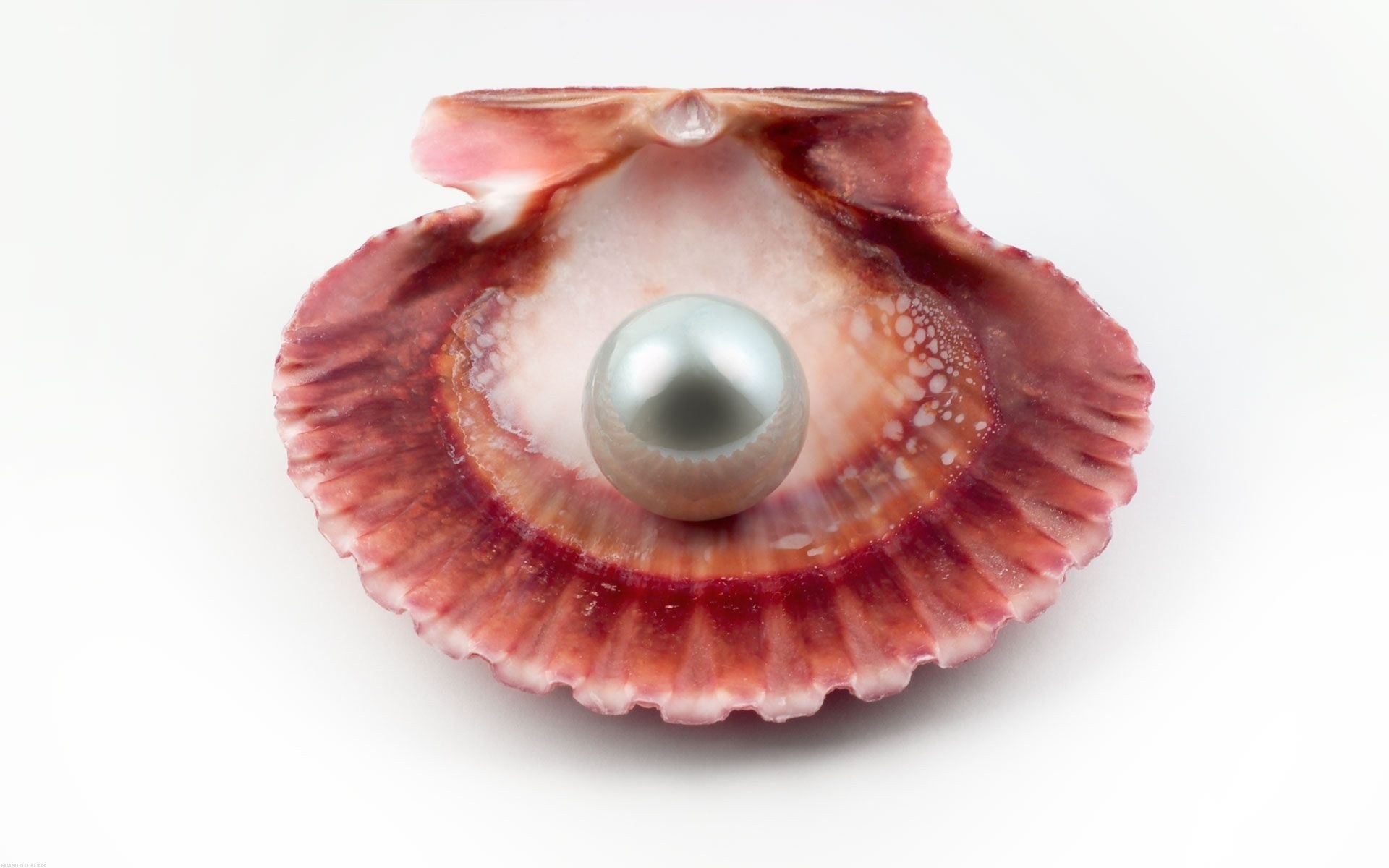 pearl in a scallop shell