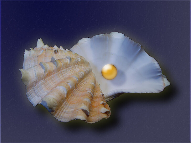 pearl in a seashell