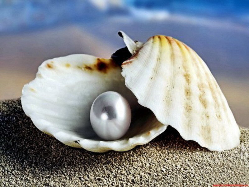 pearl in a seashell