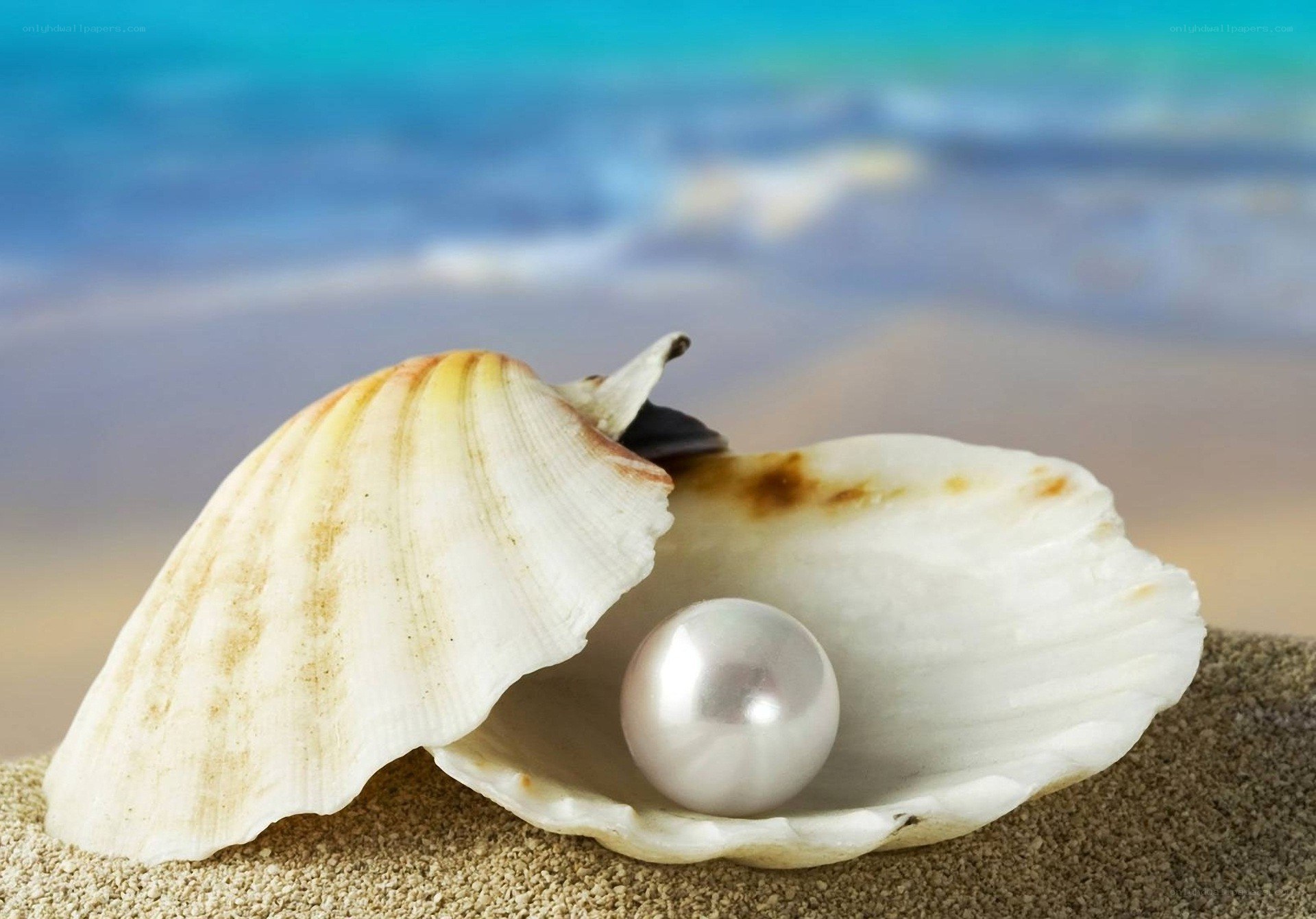 pearl in a seashell on beach