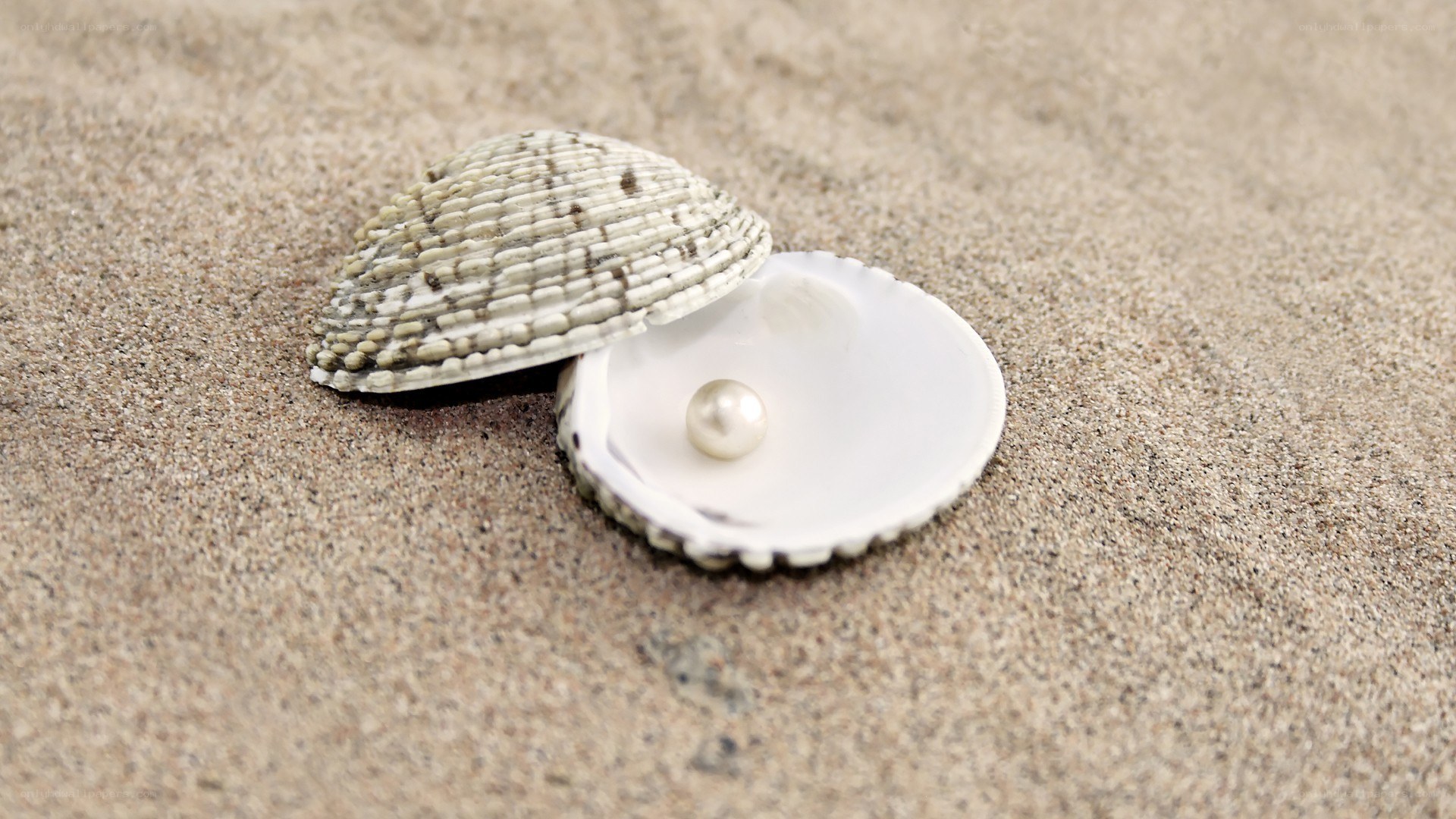 pearl in a seashell on sand