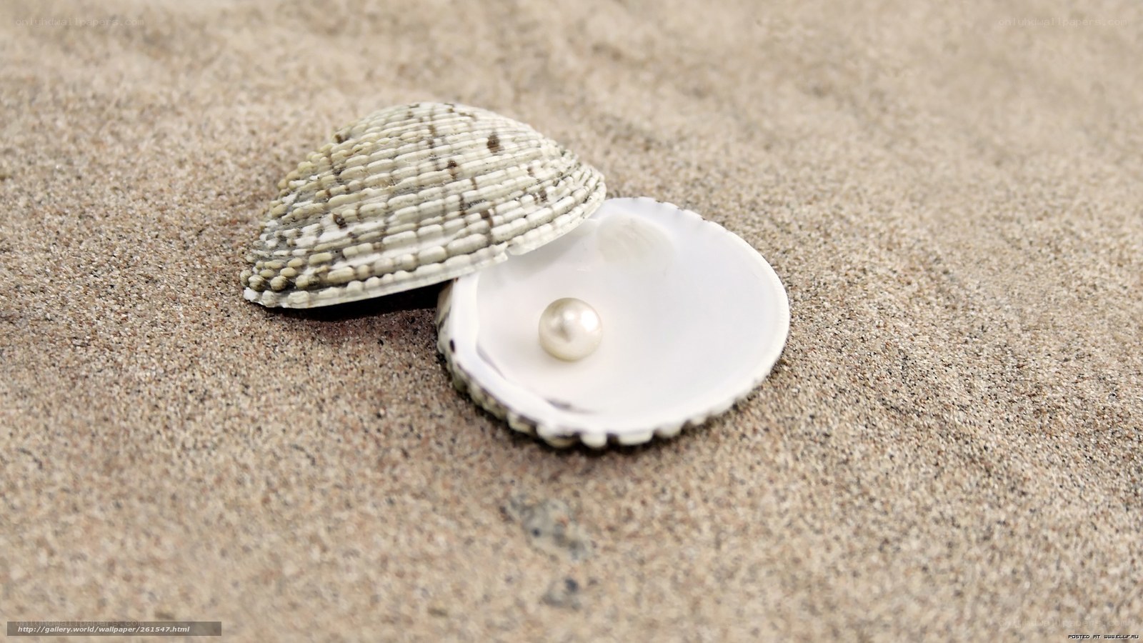 pearl in a seashell on sand