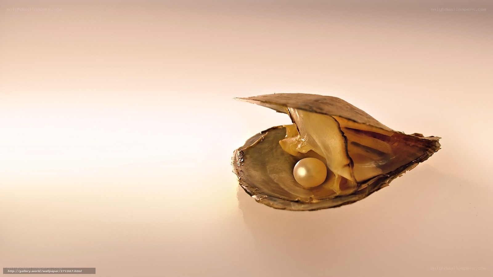 pearl in an open oyster shell