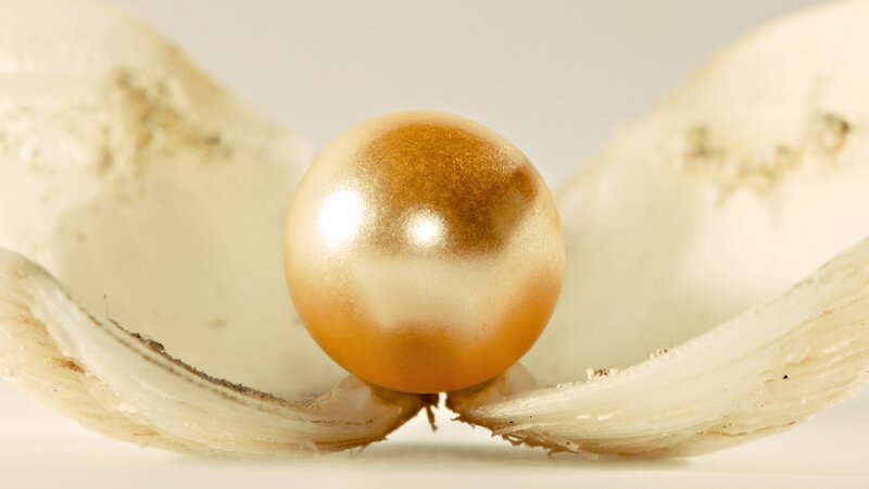 pearl in an open shell
