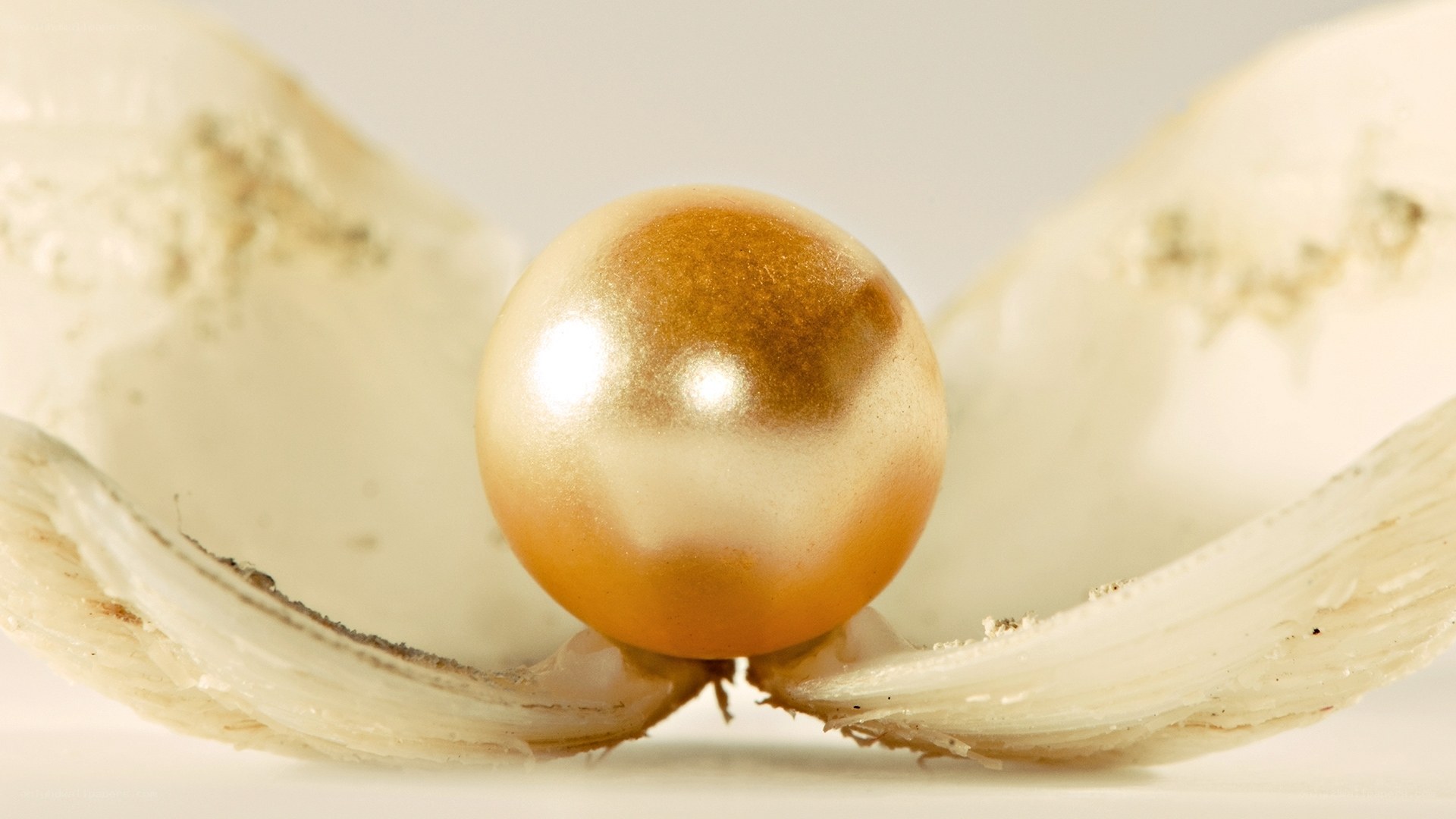 pearl in an open shell