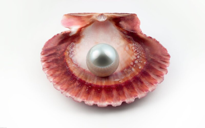 pearl in scallop shell