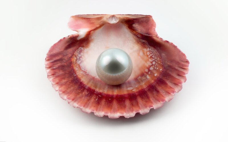 Pearl in Scallop Shell — White