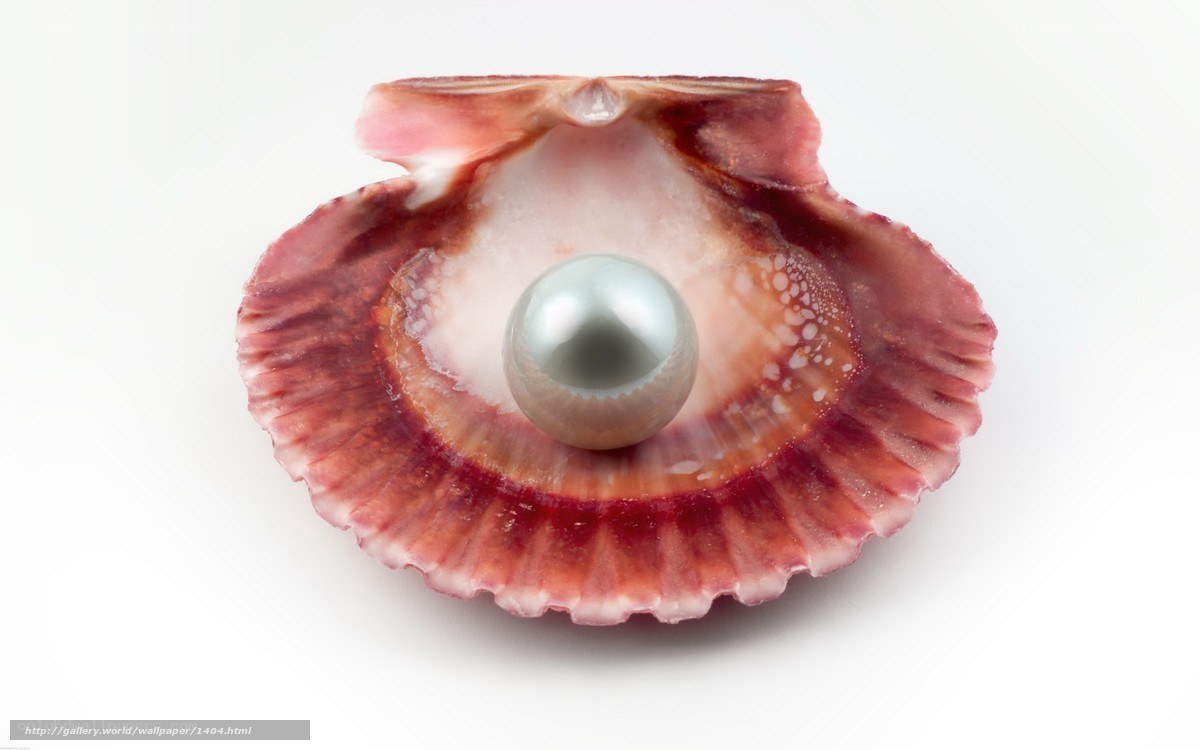 pearl in scallop shell