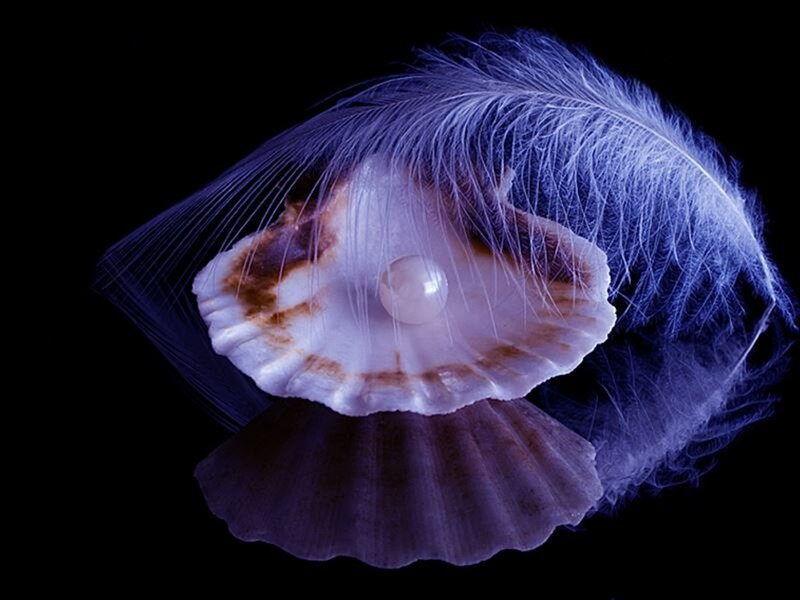 Pearl in Seashell — Black, Dramatic