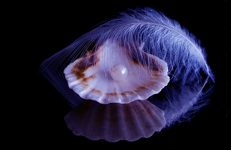Pearl in Seashell — Black