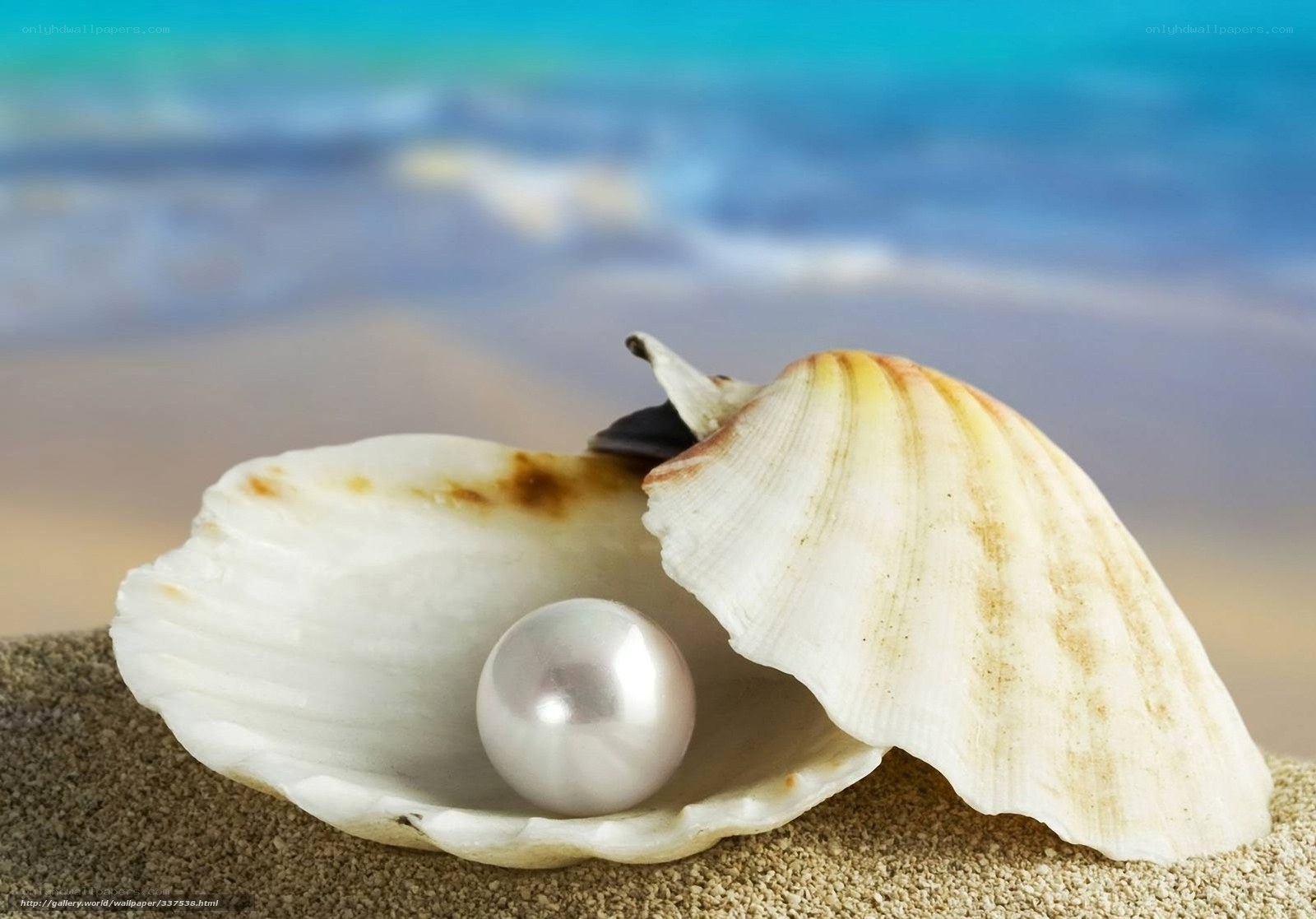 pearl in seashell on beach