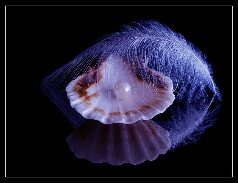 Pearl in Seashell