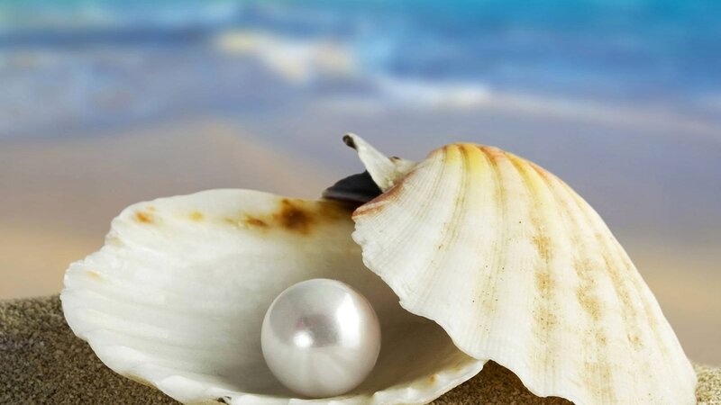 Pearl in Seashell — White, Serene