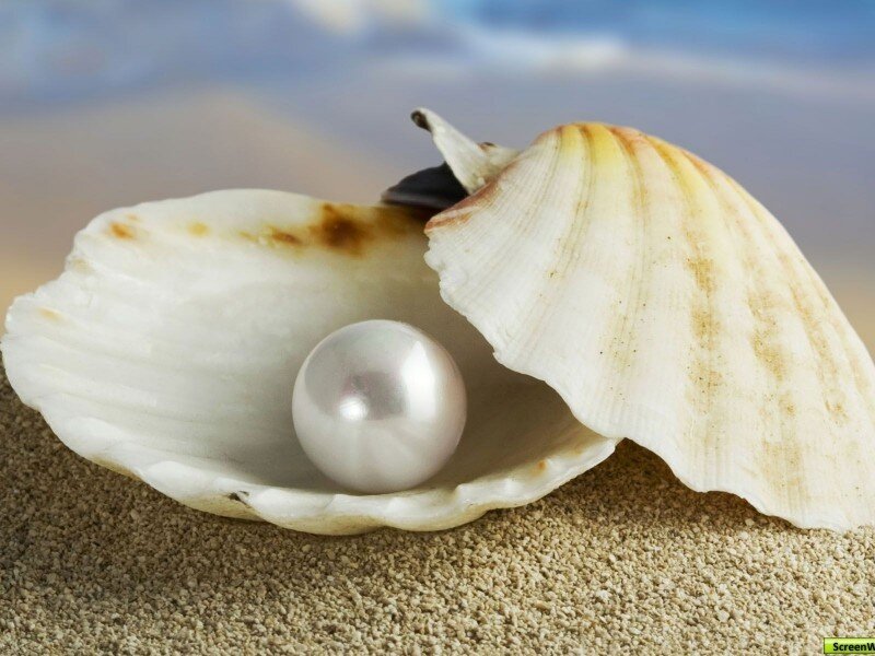 Pearl in Seashell — White