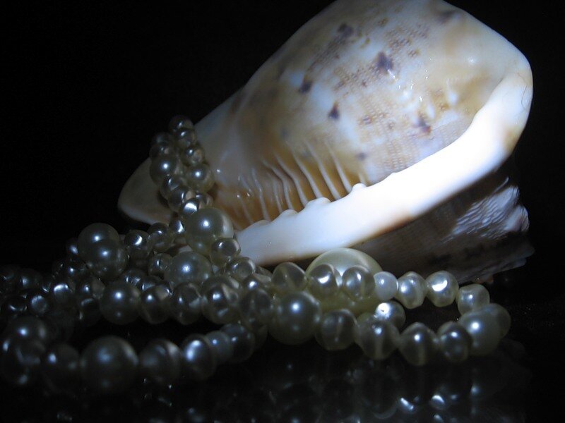 Pearl Necklace and Seashell