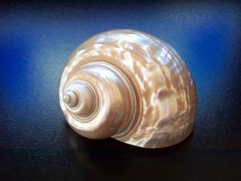 Pearl Oyster Shell