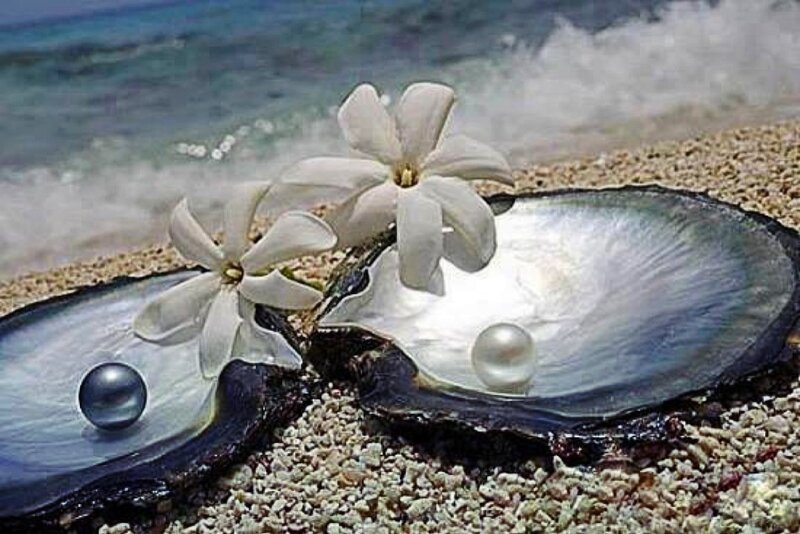 Pearls in Oyster Shells