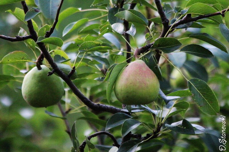 pears growing on a tree