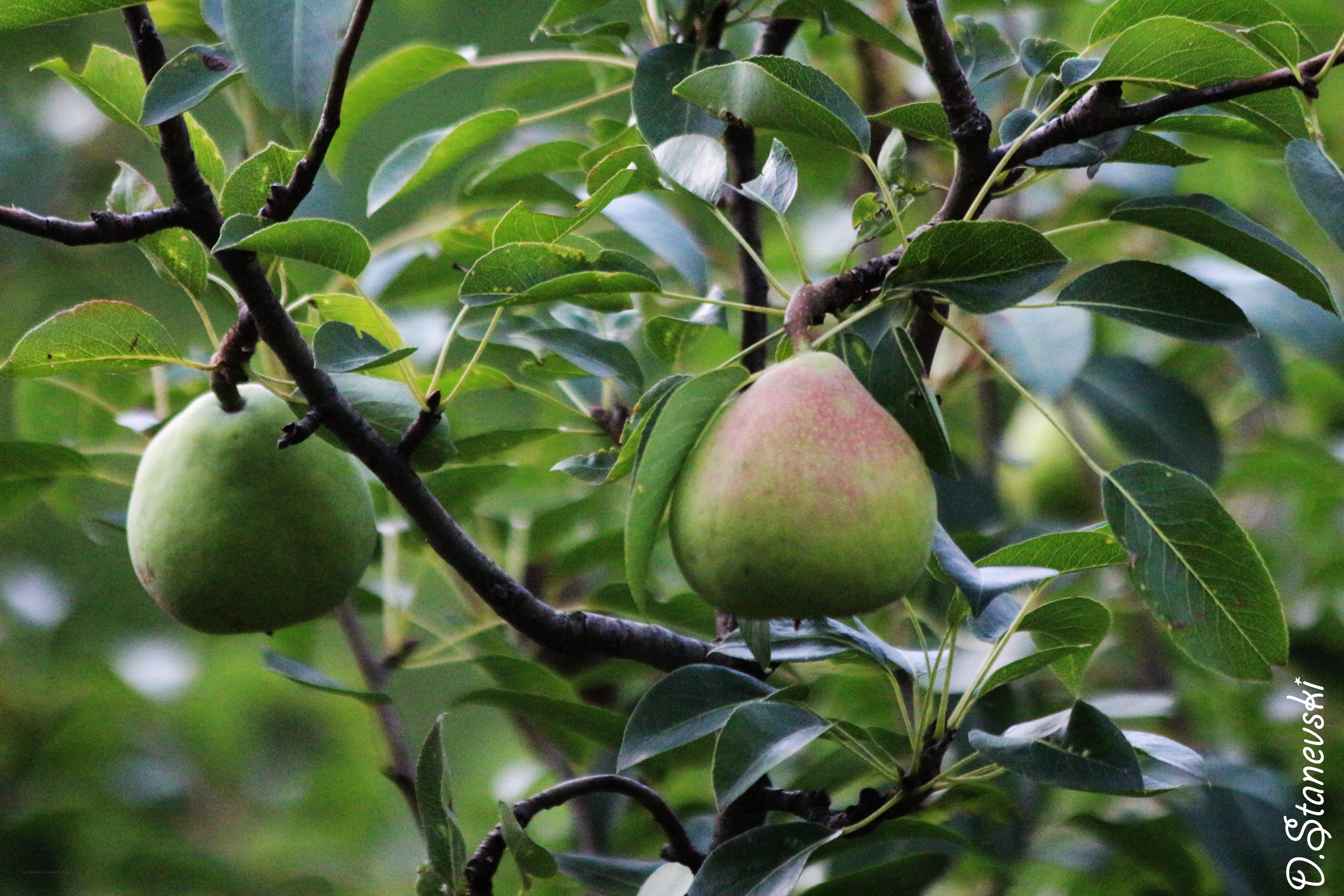 pears growing on a tree