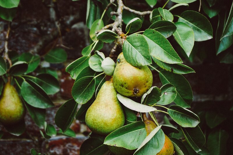Pears ripening on a tree branch