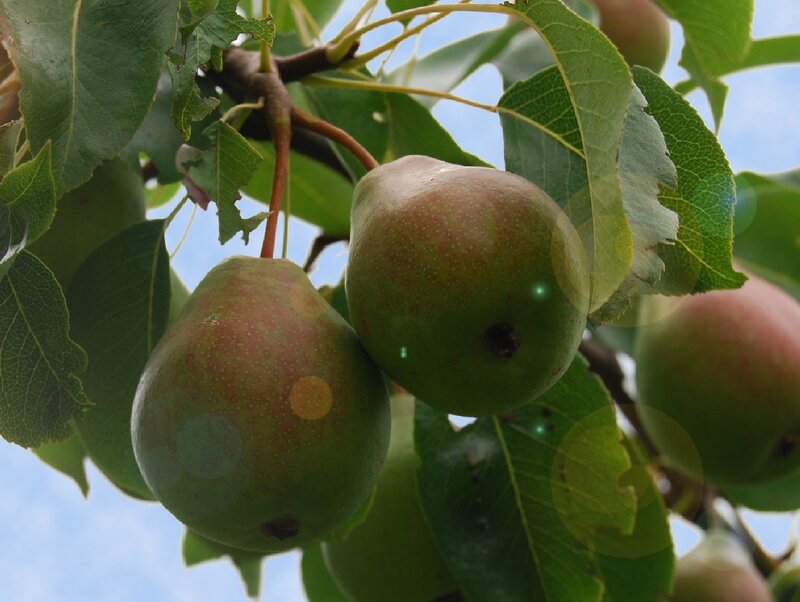 Pears ripening on a tree