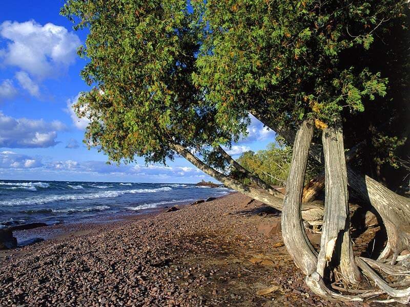 Pebbled beach with leaning tree