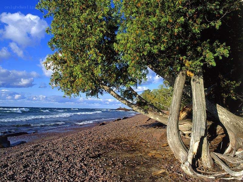 Pebbled beach with leaning tree