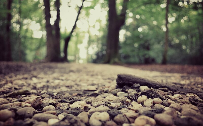 Pebbled Forest Path