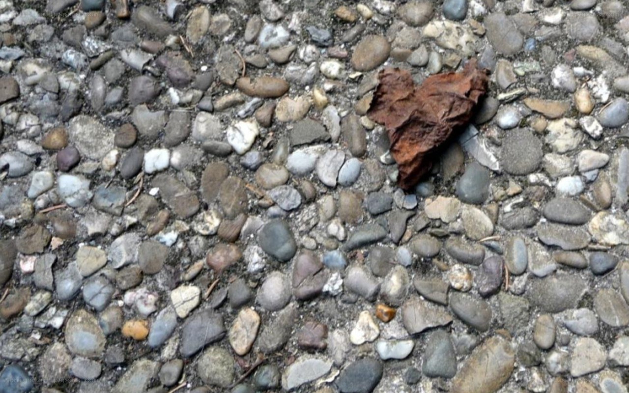 pebbled ground with leaf
