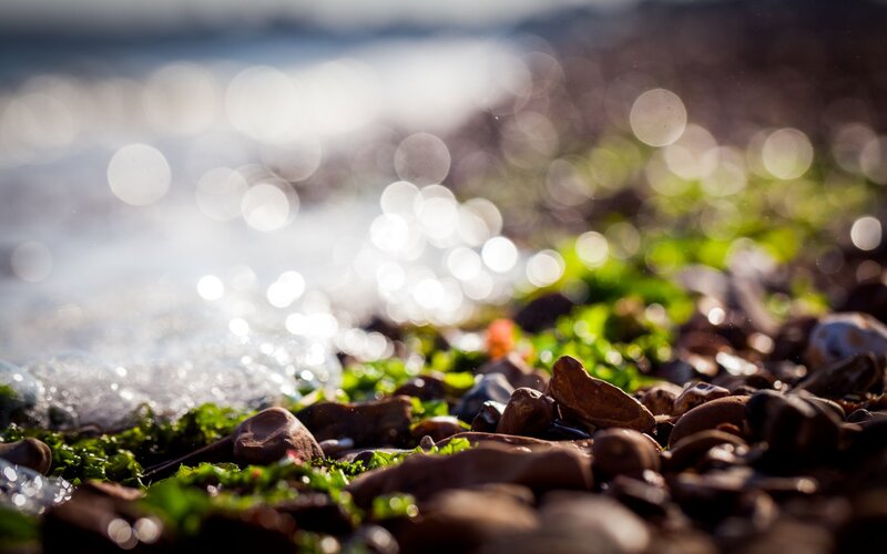 Pebbles and Seaweed