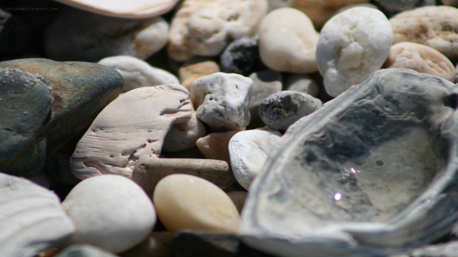 pebbles and shells on beach