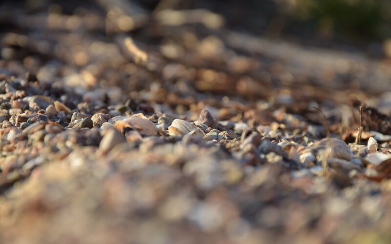 Pebbles and Shells on Ground