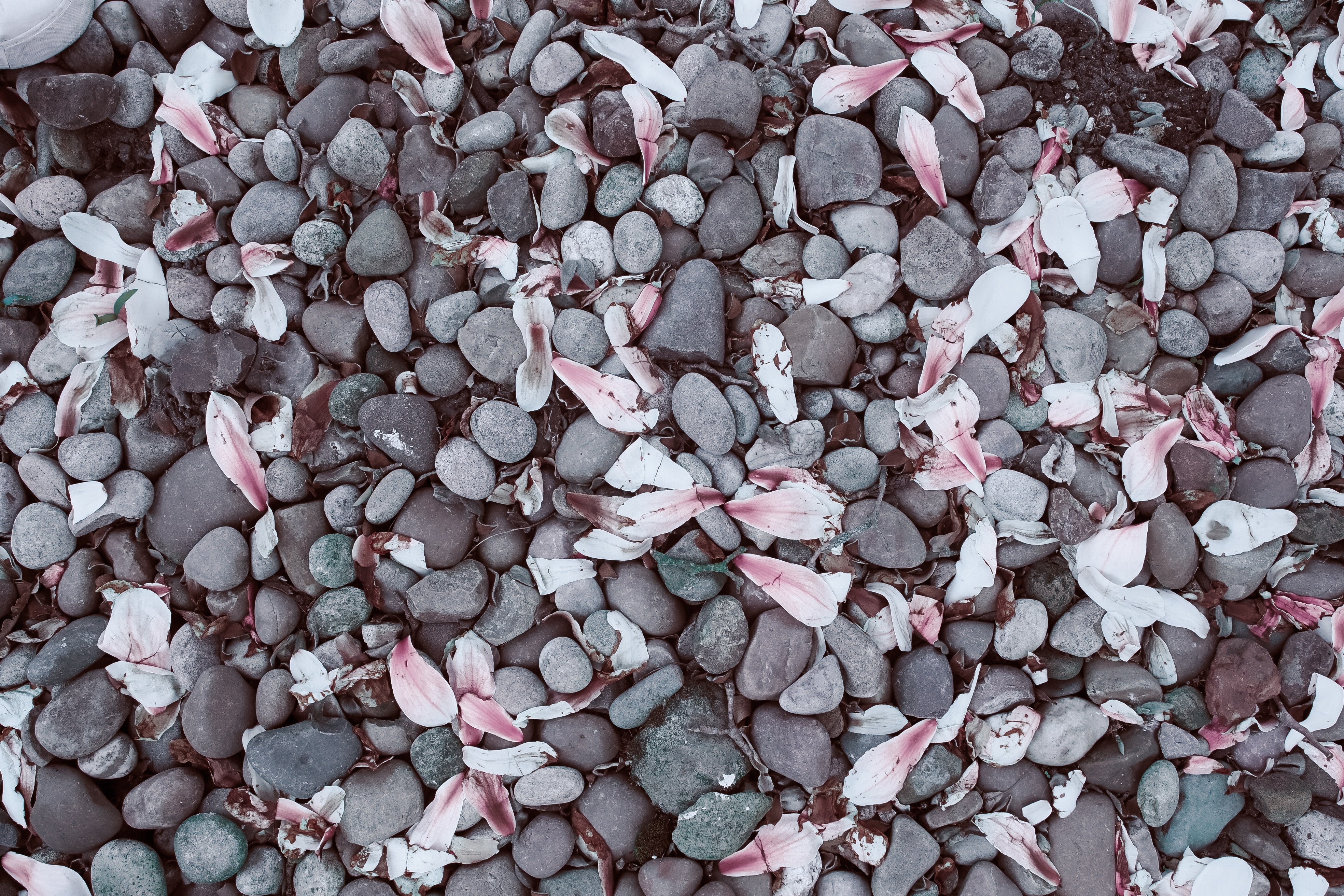 Pebbles with flower petals