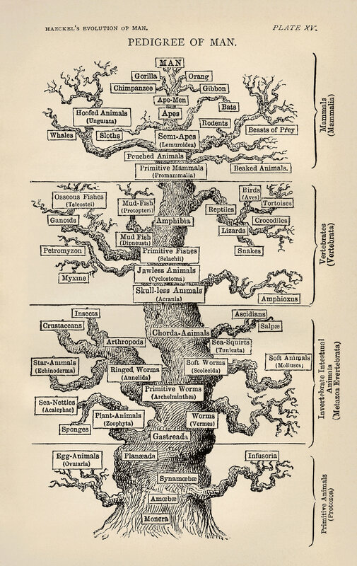 Pedigree of Man diagram