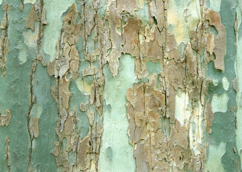 peeling tree bark texture