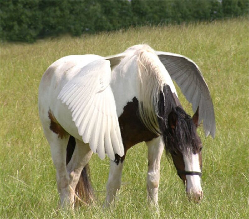 Pegasus Horse in Field