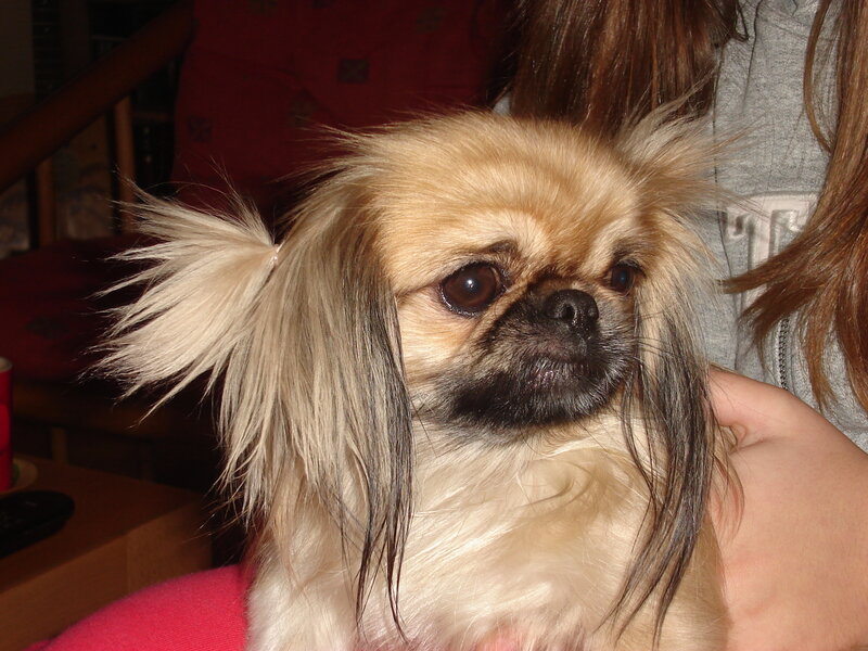 Pekingese dog being held