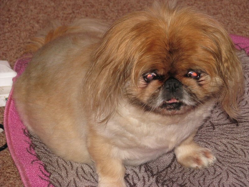 Pekingese Dog on Blanket