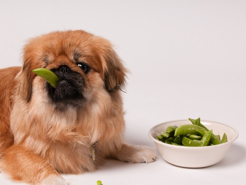 Pekingese Dog with Peas