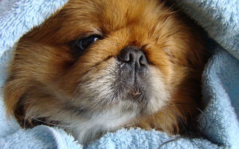 Pekingese dog wrapped in blanket
