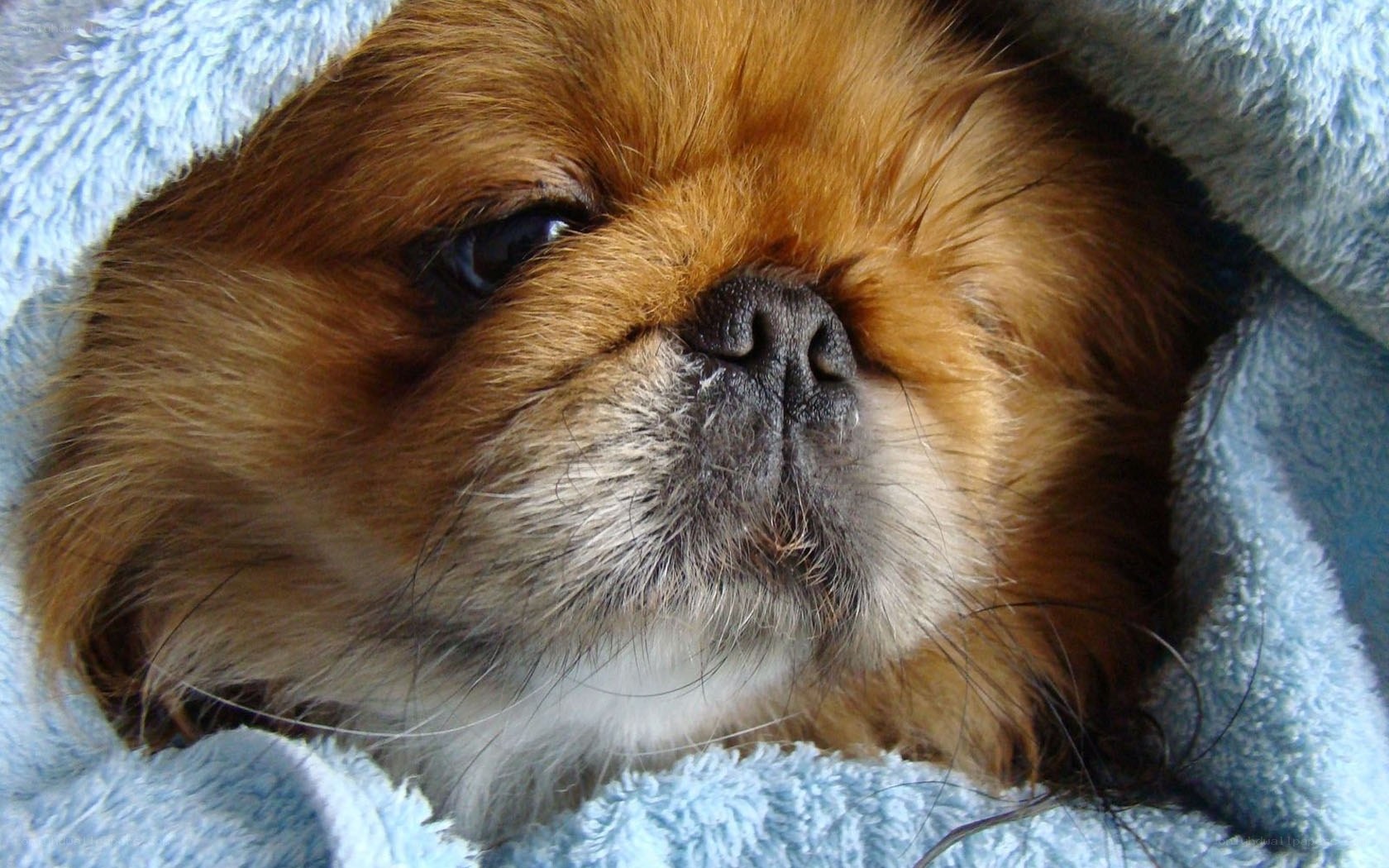 Pekingese dog wrapped in blanket
