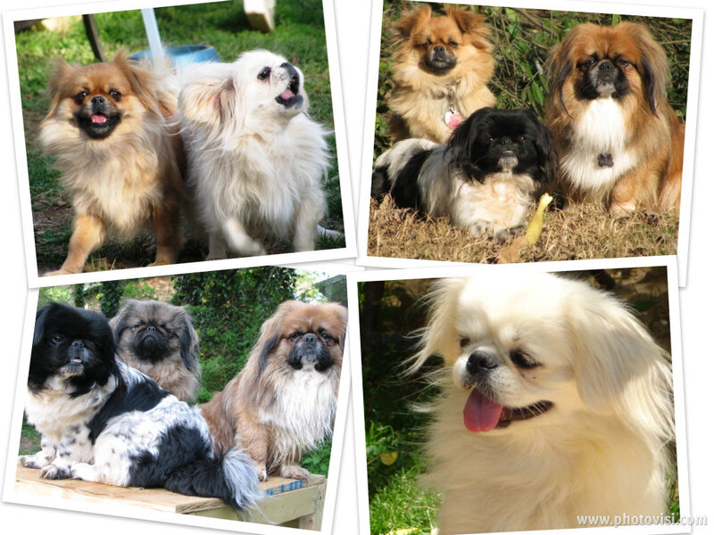 Pekingese Dogs in Garden