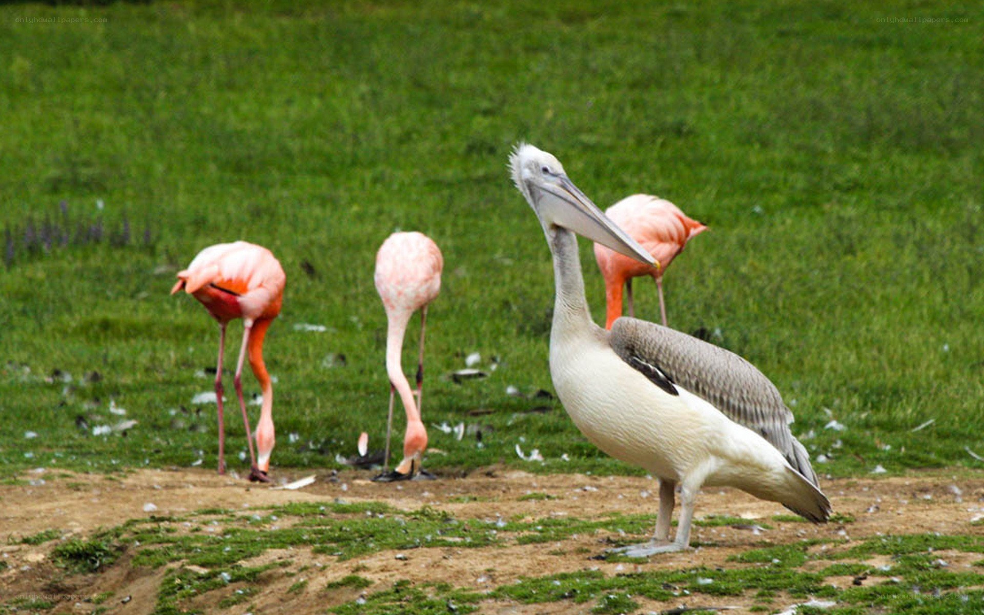 Pelican and flamingos on grass