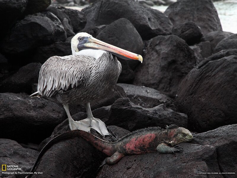 Pelican and marine iguana on rocks
